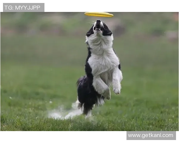 飞盘追梦：黄芳在飞盘世界中的成长与探索之旅
